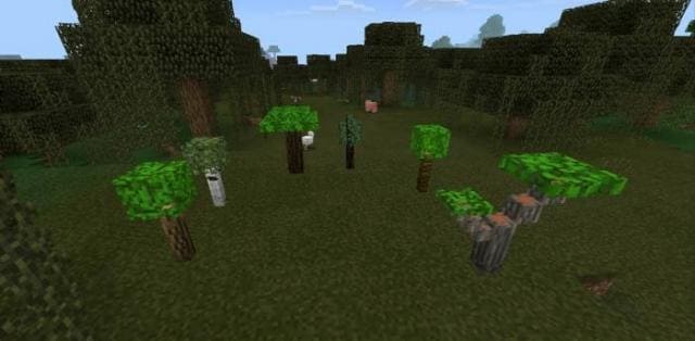 Новые саженцы растут в лесу