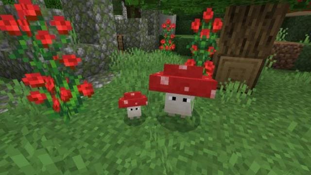 Живой красный гриб
