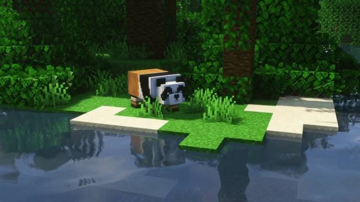 Большая панда на водопое