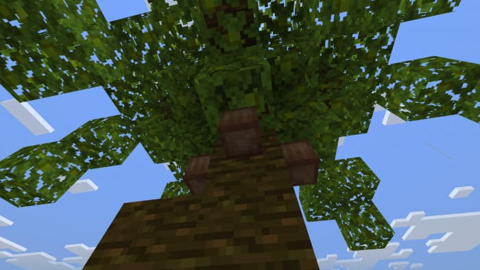 Кокос на дереве