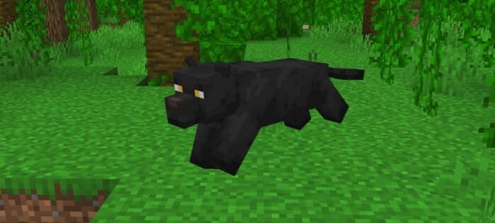 черная пантера